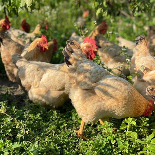 How to Build a Successful Poultry Farm While Ensuring Long-Term Growth