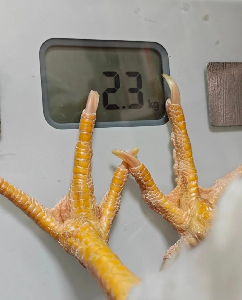 Why Detailed Records Are Key to Healthy, Productive Poultry Flocks