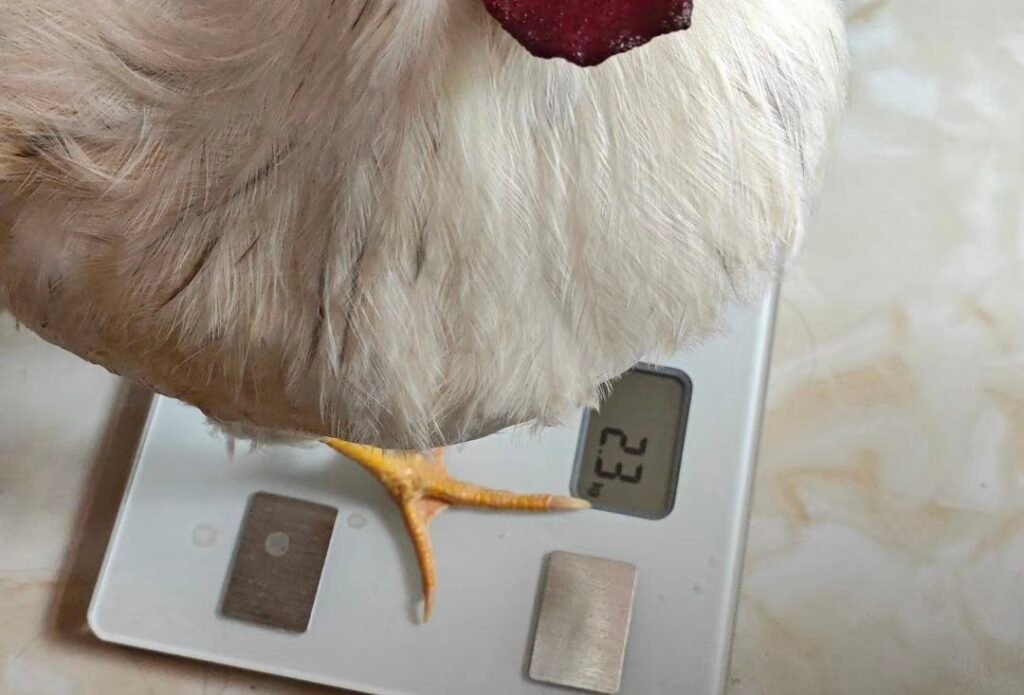 Why Detailed Records Are Key to Healthy, Productive Poultry Flocks