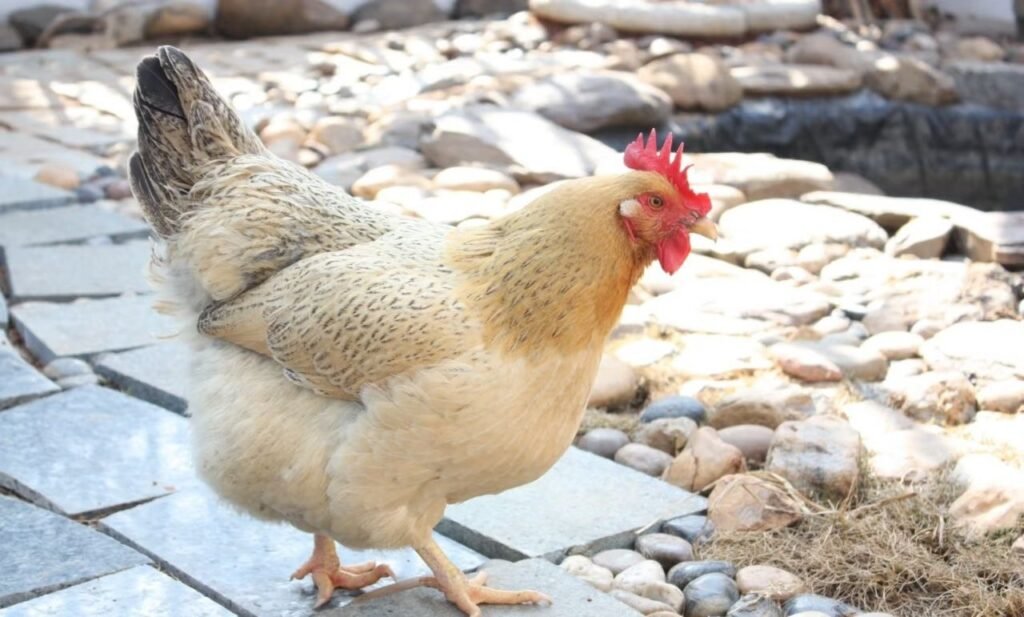 Why Detailed Records Are Key to Healthy, Productive Poultry Flocks