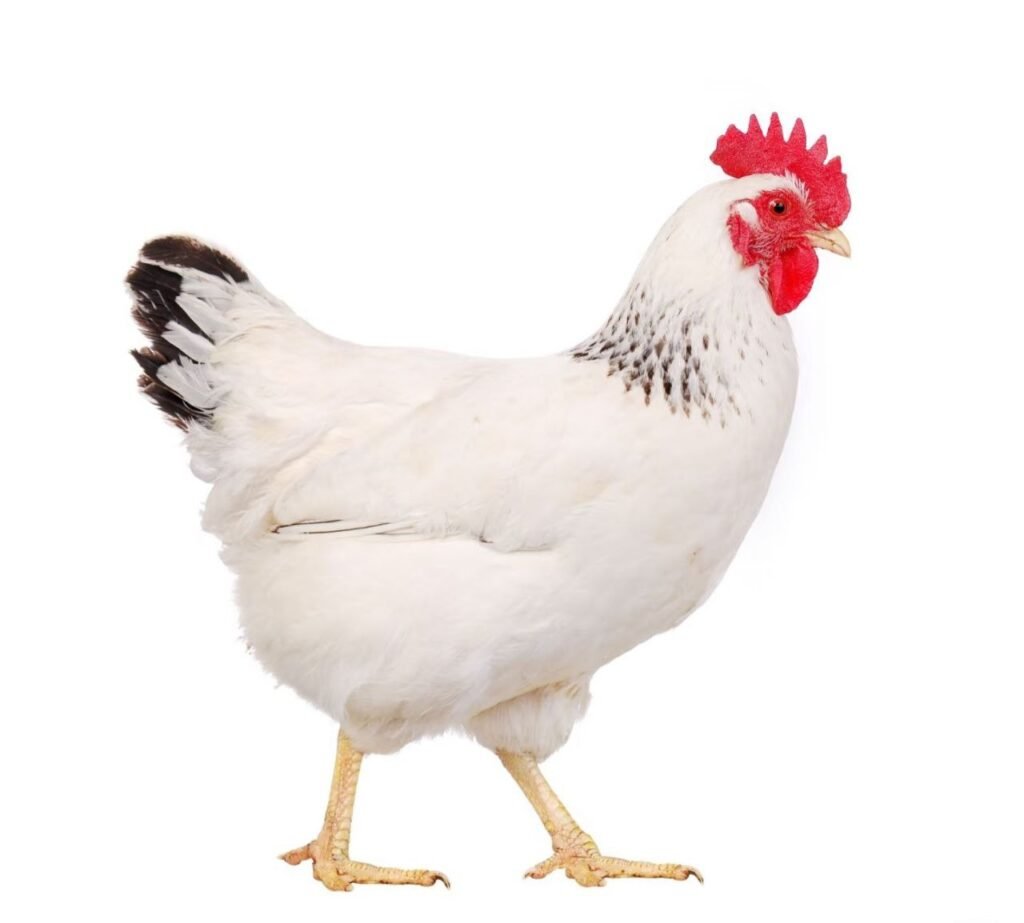 Sussex Breed Sussex Breed