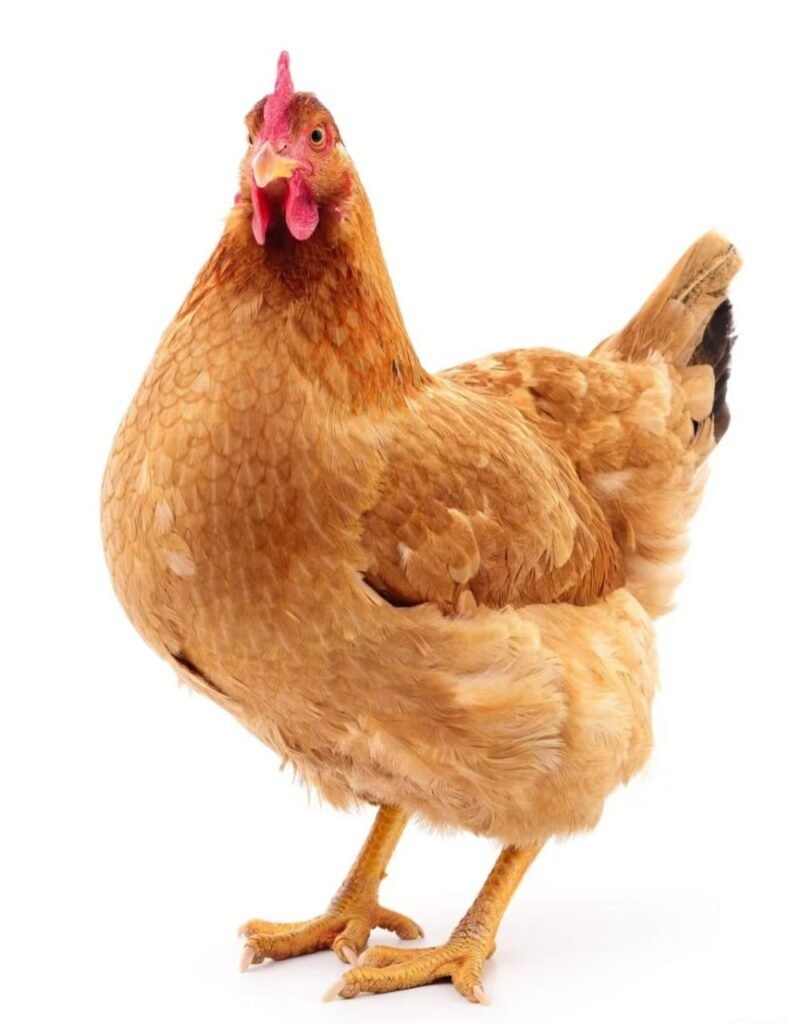 Rhode Island Red Rhode Island Red