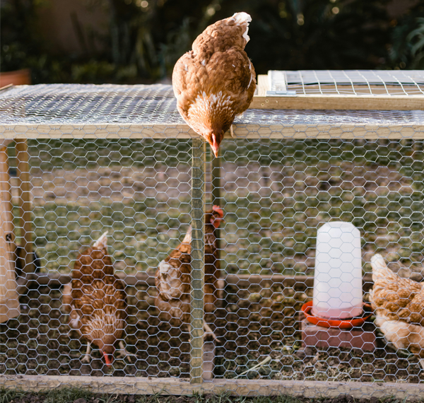 Design Tips for a Stress Free High Performing Poultry Farm