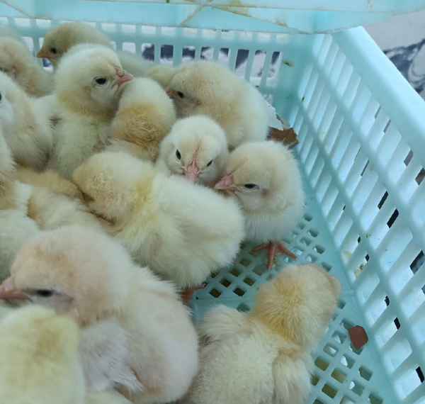 Good Chicken Breed: Key Factors for Successful Poultry Farming