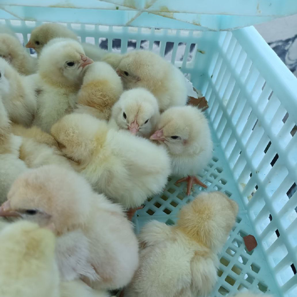 Good Chicken Breed: Key Factors for Successful Poultry Farming