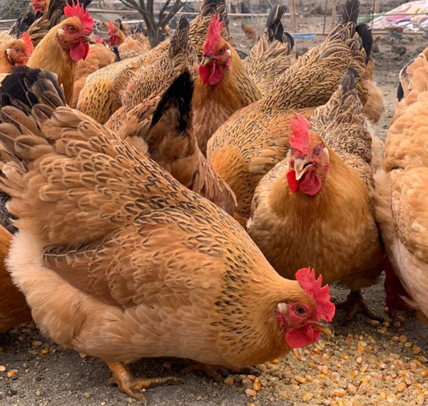 How Proper Feed and Water Management Optimize Poultry Productivity