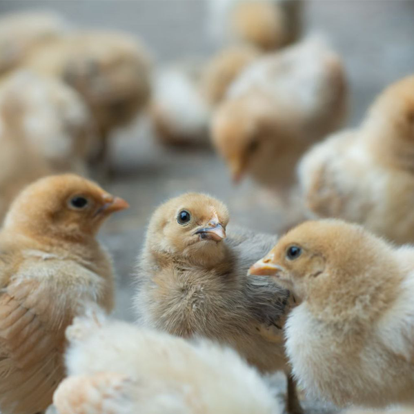 Observation Tips for the First 7 Days After stocking Your Birds