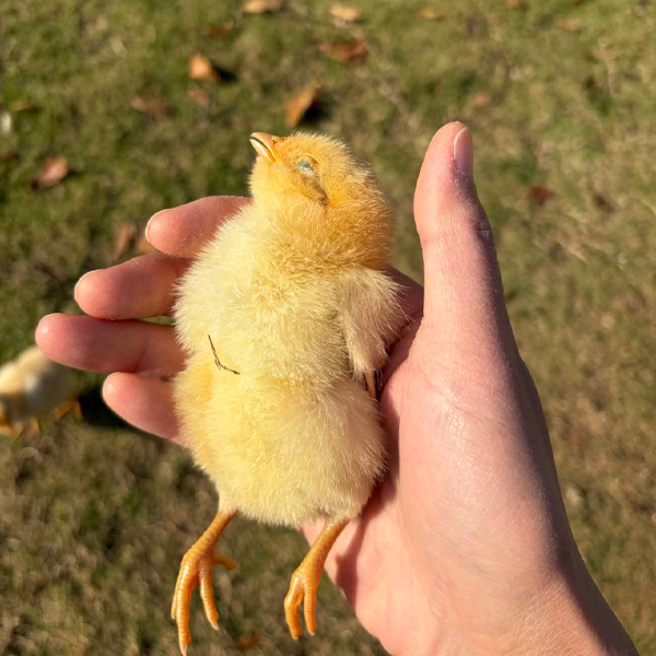 Temperature Mistakes To Aviod for Chicks in Their First 72 Hours