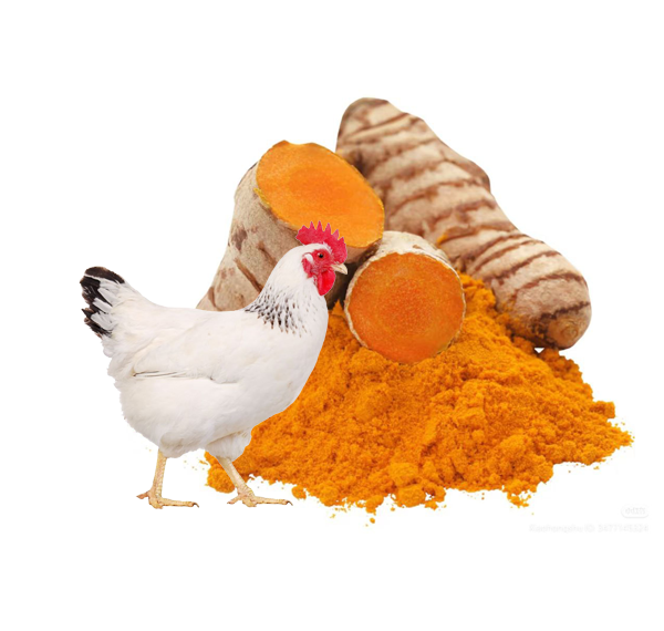 The Poultry Guide:Using Turmeric to Improve Chicken Health
