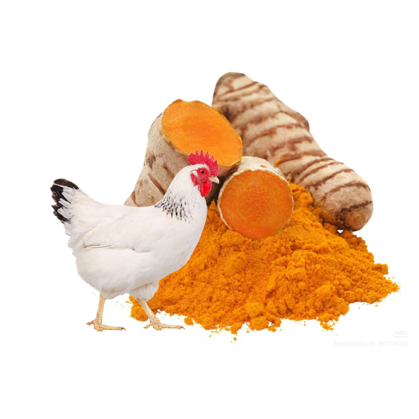The Poultry Guide:Using Turmeric to Improve Chicken Health