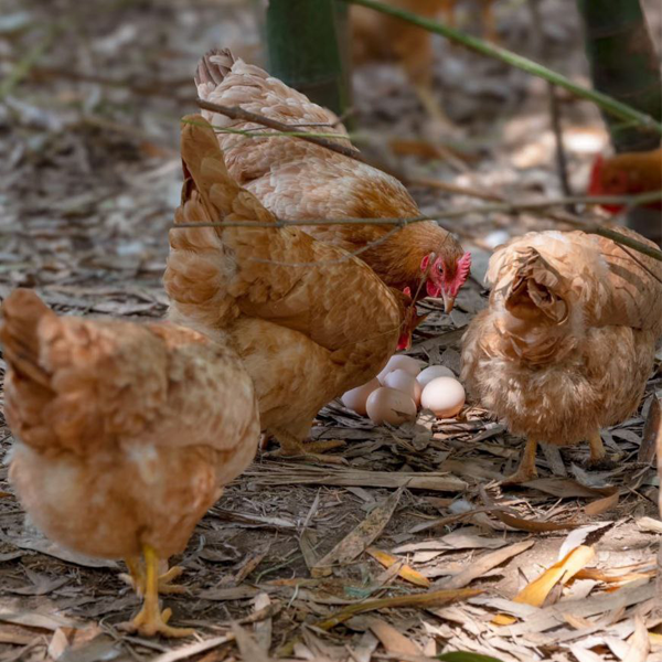 Understanding Bedding choice and thickness for a new birds cycle