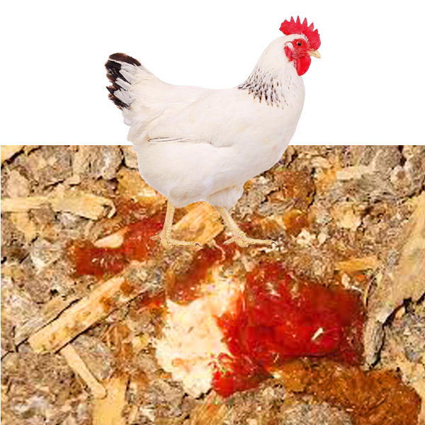 Understanding Coccidiosis: The Hidden Threat to Poultry Health