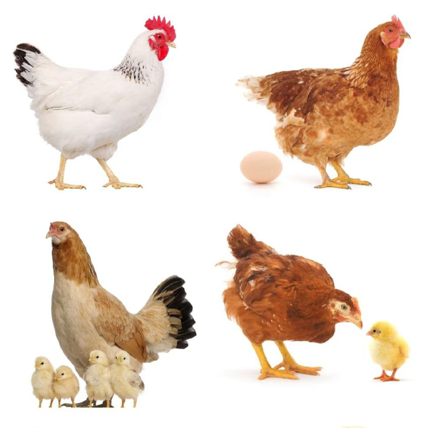 What To Look Out For When Selecting Chicken Breed