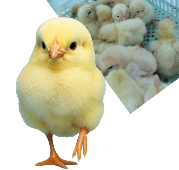 Why Most Poultry Farms Struggle in Their First Cycle (And How to Avoid It)