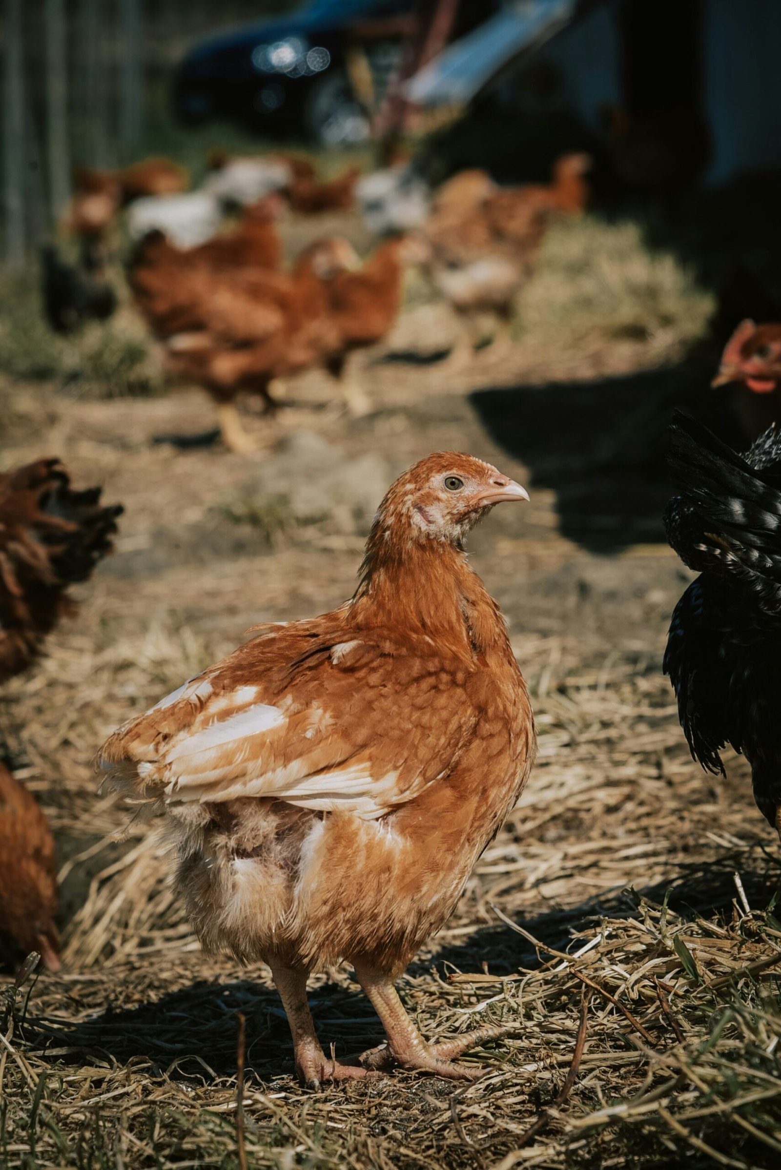 Choosing the Right Chicken Breed: A Comprehensive Guide for Poultry Farmers