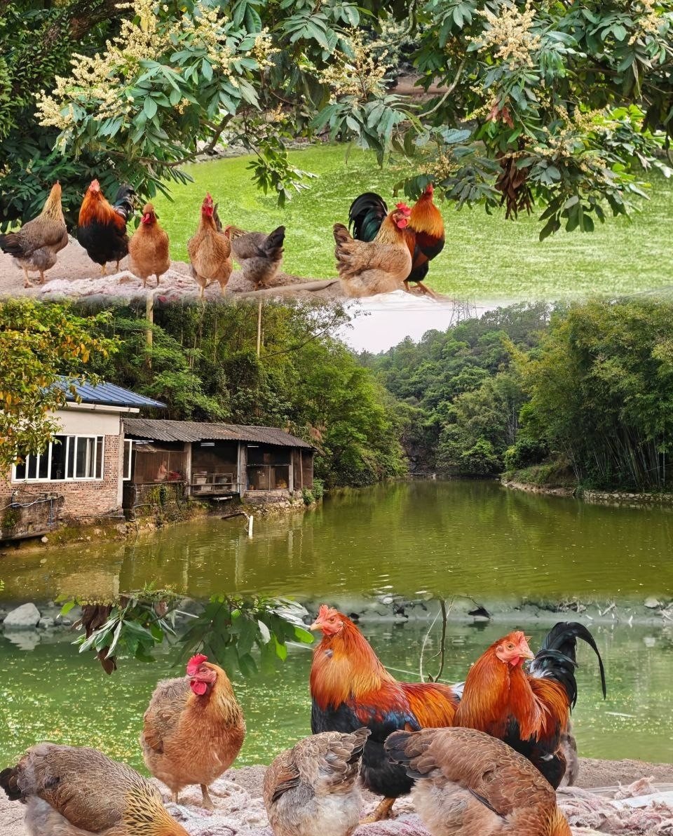 3 Mistakes Farmers Make When Treating Weak or Stressed Chickens
